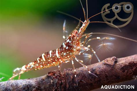 sulawesi shrimp care